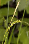 European woodland sedge